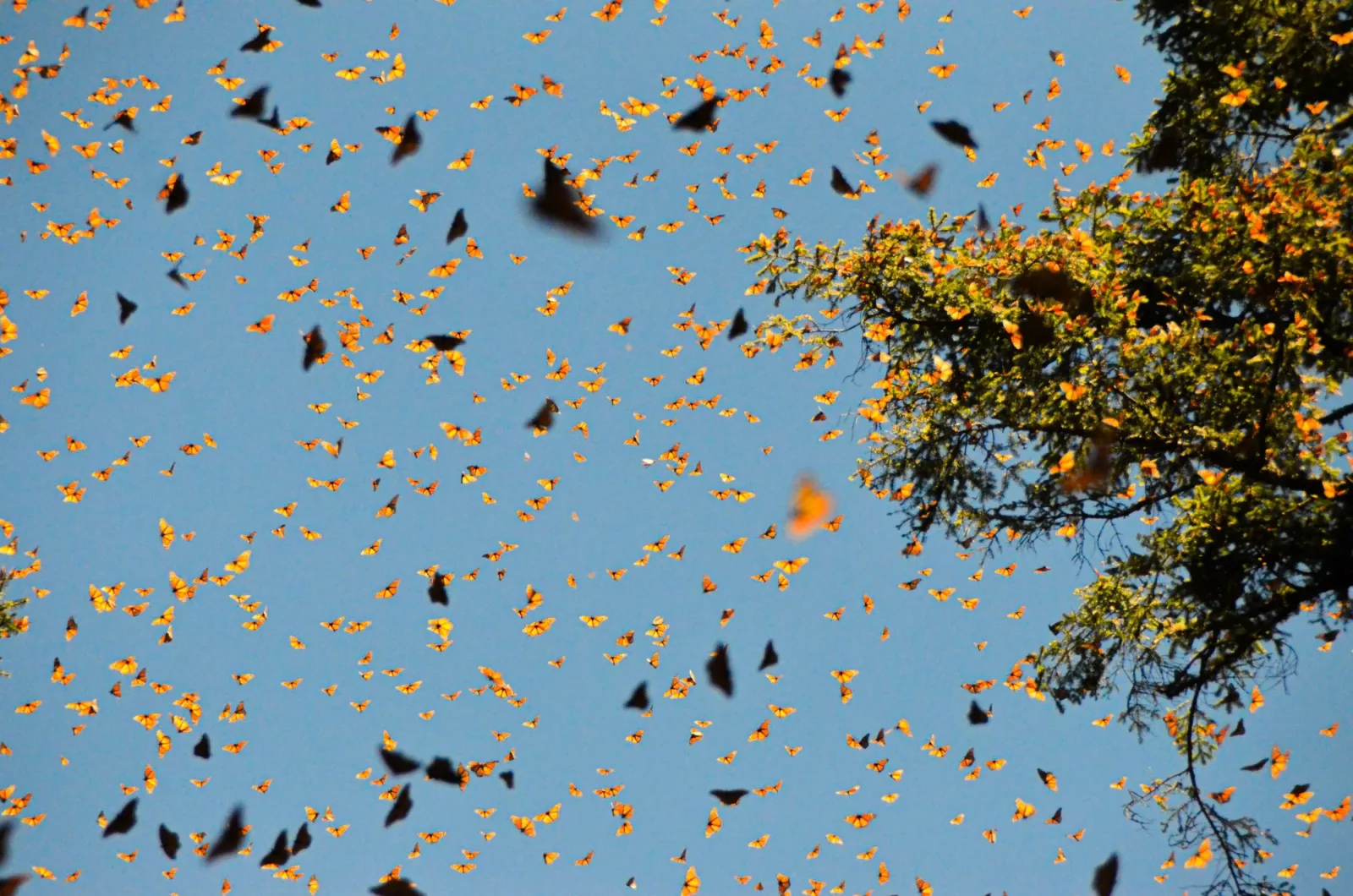 Experiencia Ecoturística en la Biósfera de la Mariposa Monarca