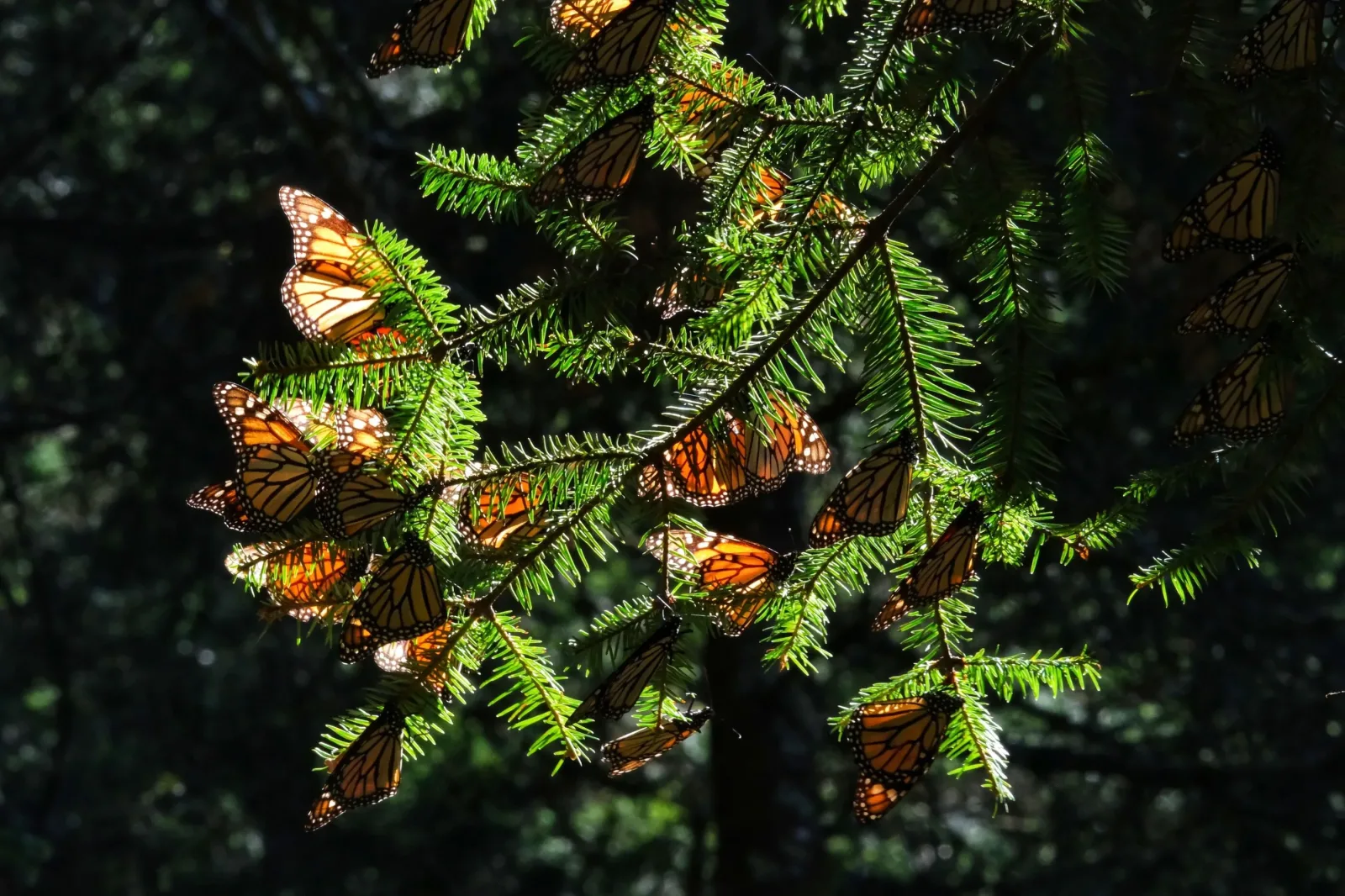 Experiencia Ecoturística en la Biósfera de la Mariposa Monarca