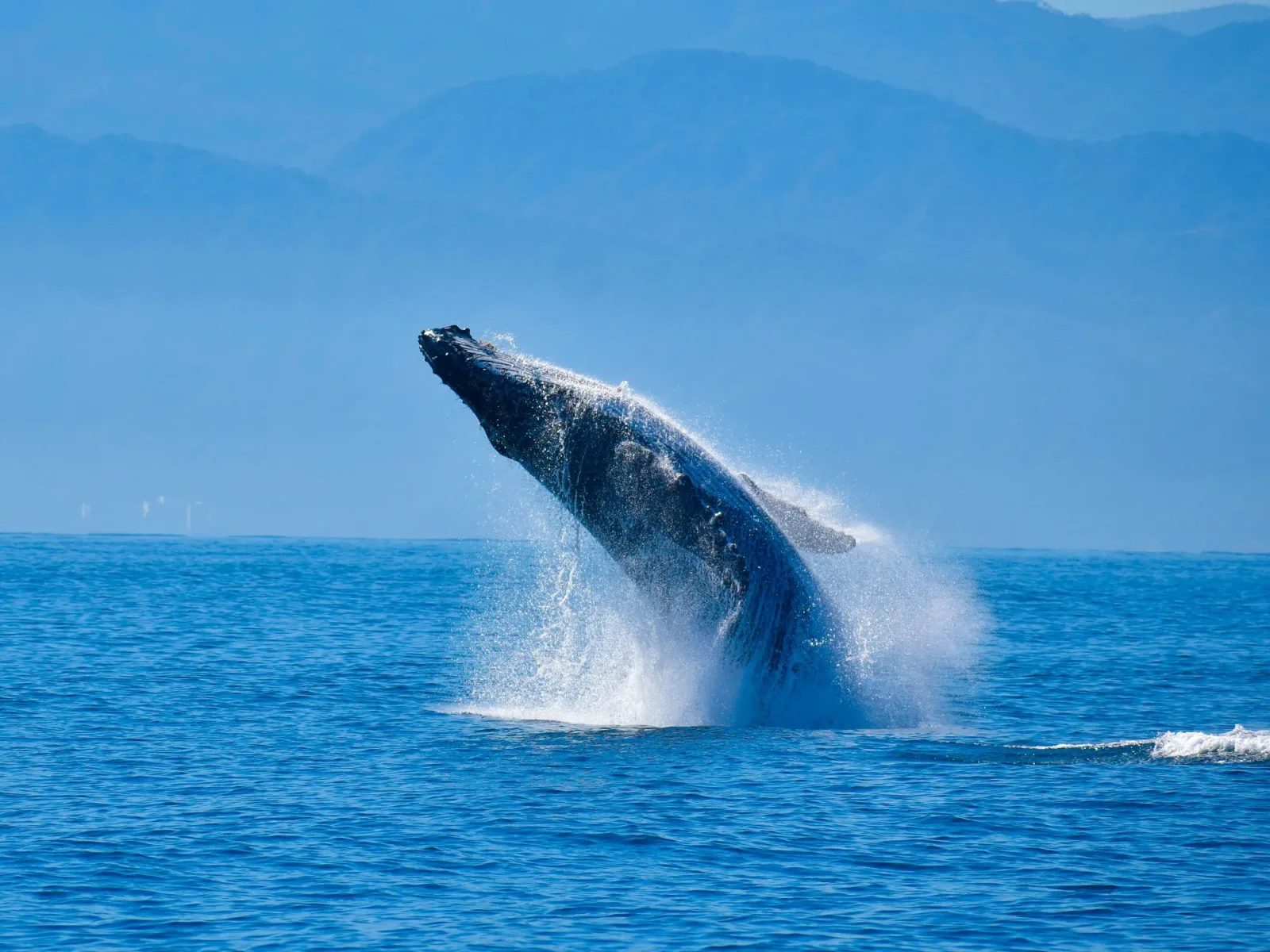 Avistamiento de Ballenas en Bahía de Banderas