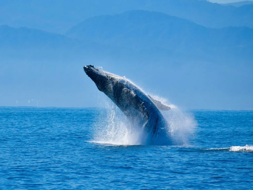 Avistamiento de Ballenas en Bahía de Banderas