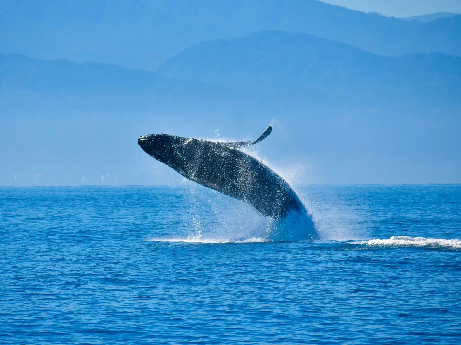 Avistamiento de Ballenas en Bahía de Banderas