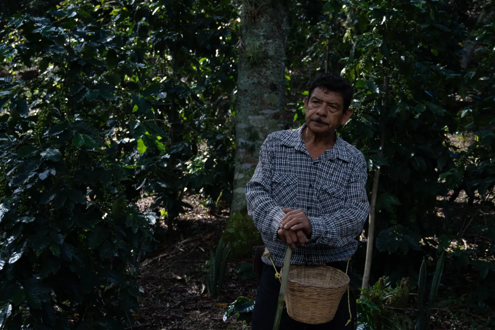 Ruta del Café y Cascadas en Cuetzalan