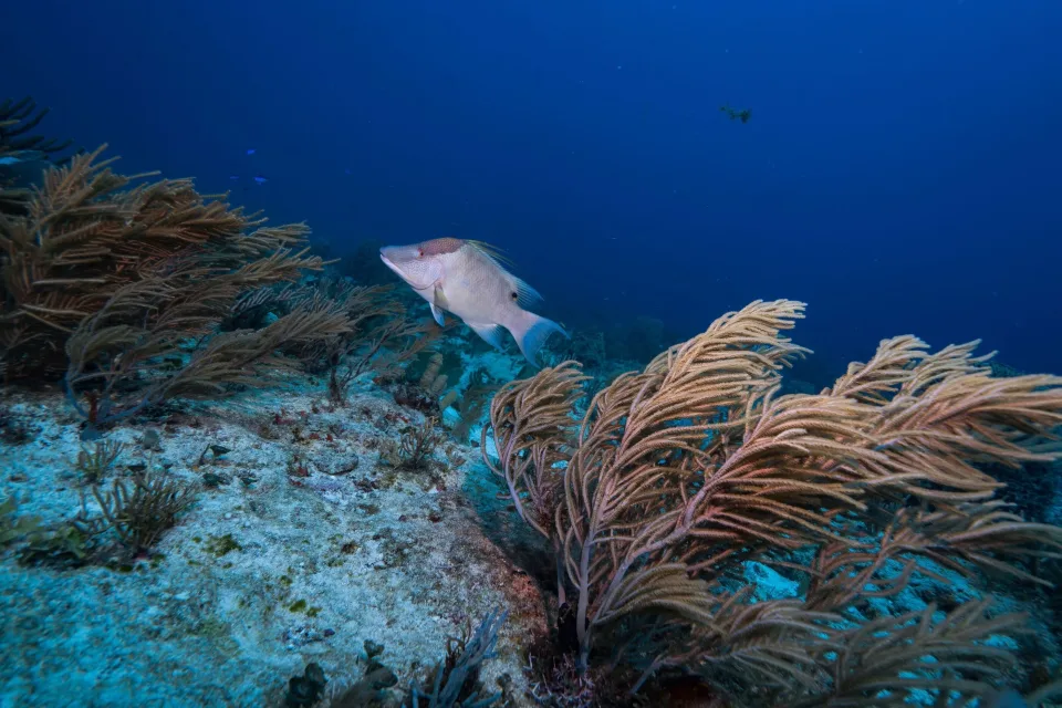 Aventura Subacuática de Snorkel en Arrecife Alacranes