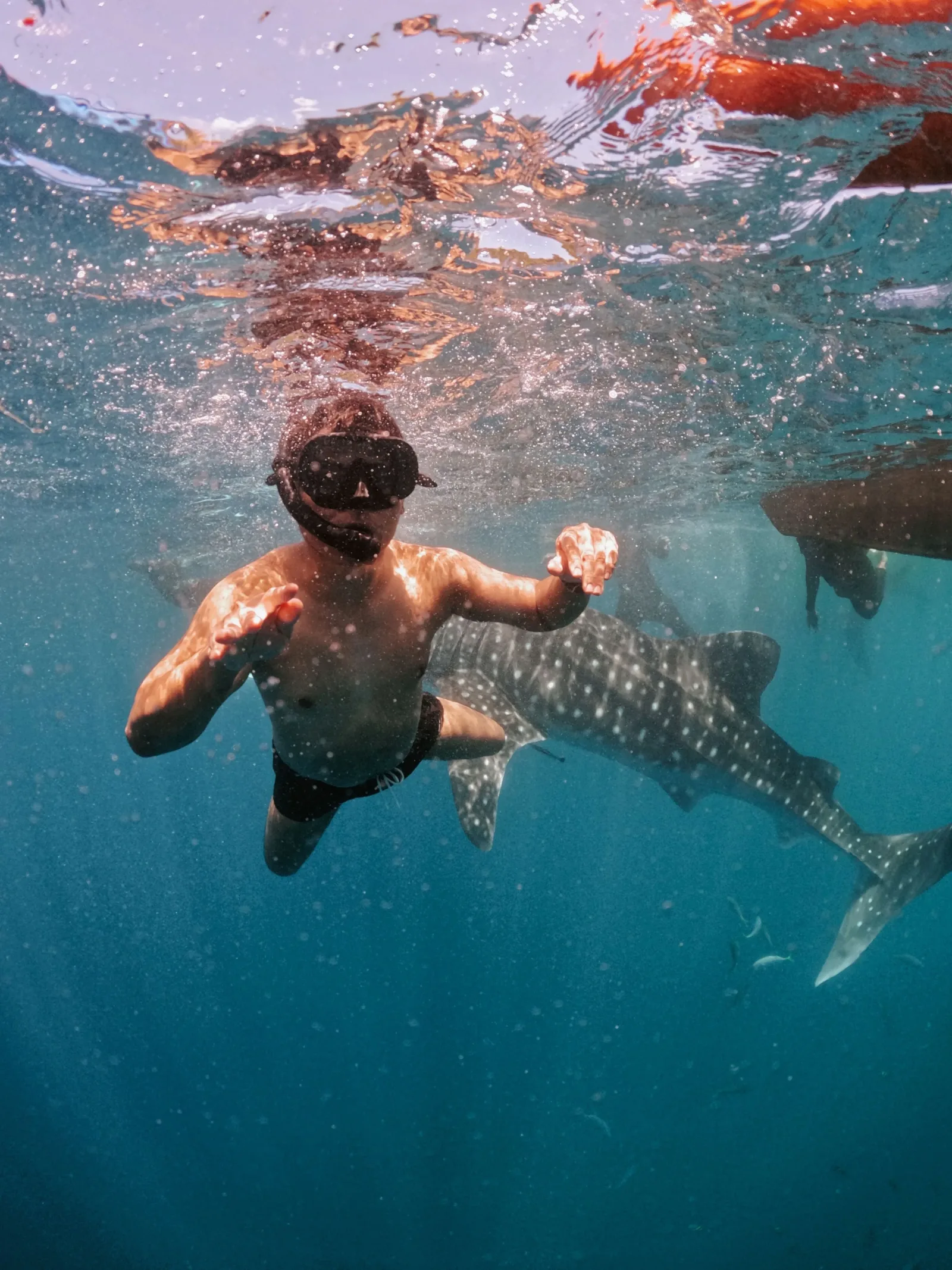 Avistamiento de Tiburón Ballena en Holbox