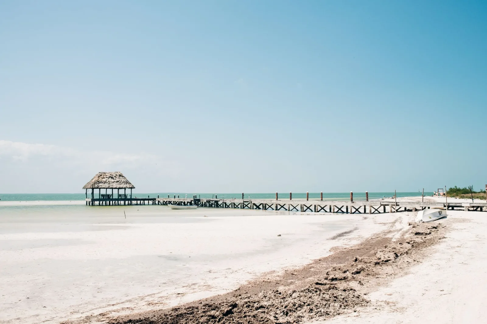 Avistamiento de Tiburón Ballena en Holbox