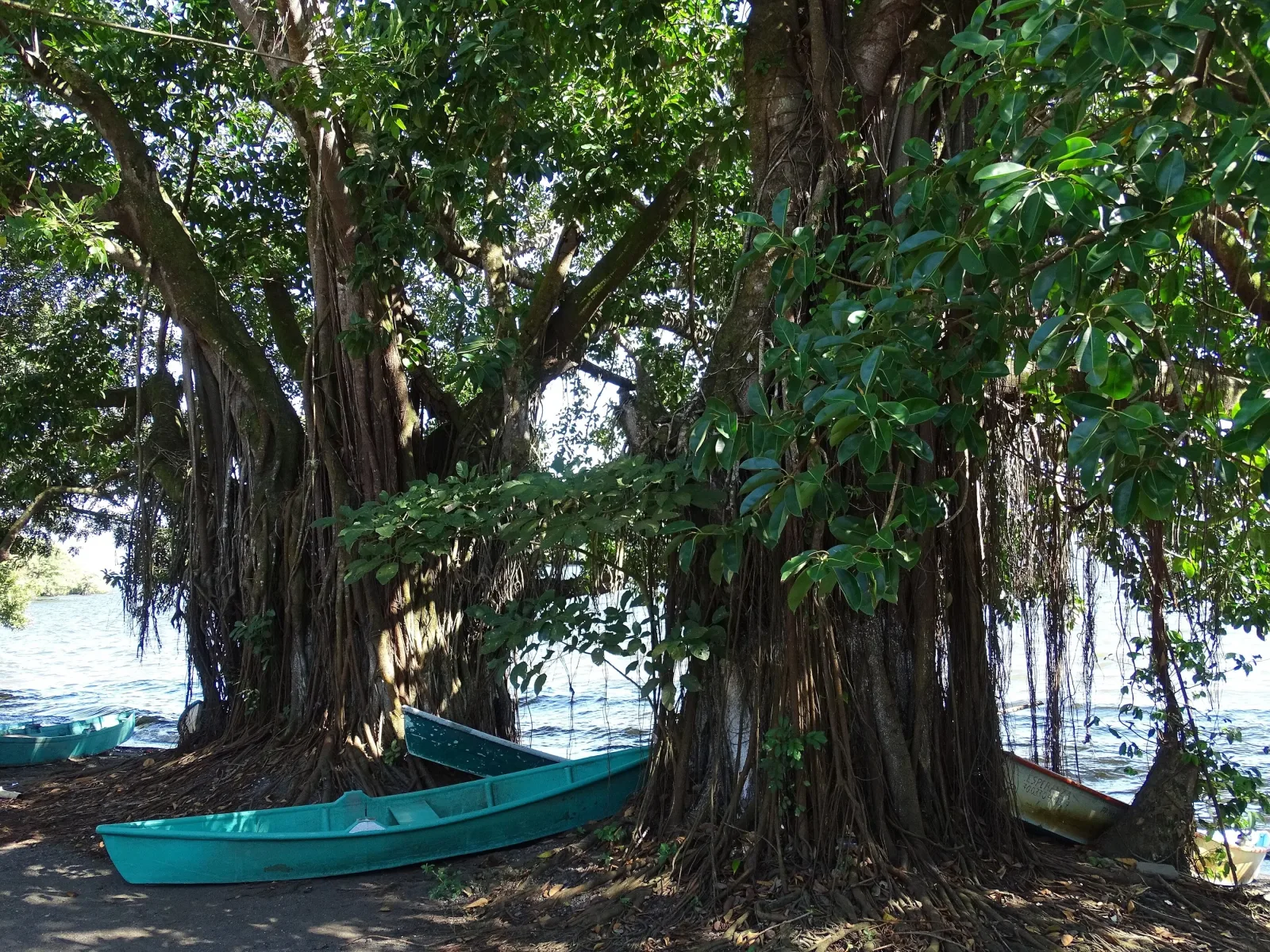 Lanchas bajo ceibas a la orilla de la Laguna de Catemaco, Veracruz