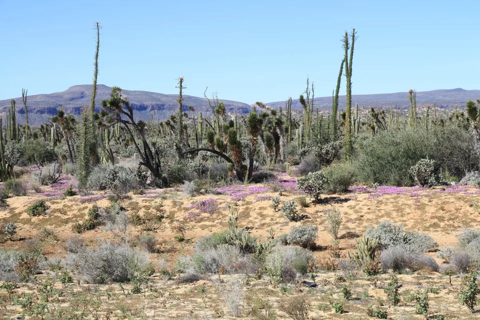 Ruta del Desierto y Pinturas Rupestres en Cataviña