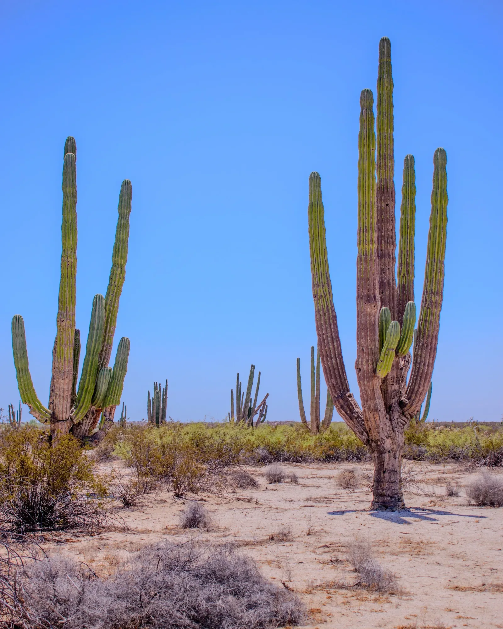 Ruta del Desierto y Pinturas Rupestres en Cataviña